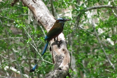 Eumomota superciliosa