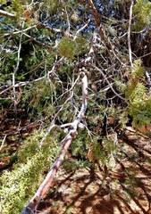 Cupressus stephensonii