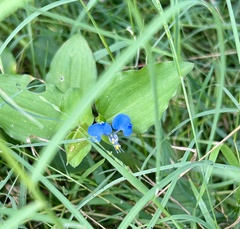 Commelina benghalensis