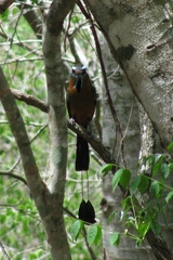 Eumomota superciliosa