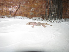 Thecadactylus rapicauda