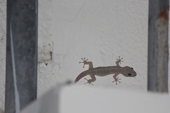 Phyllodactylus reissii