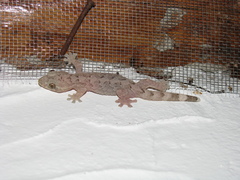 Thecadactylus rapicauda