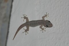 Phyllodactylus reissii