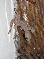 Thecadactylus rapicauda