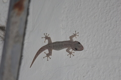 Phyllodactylus reissii