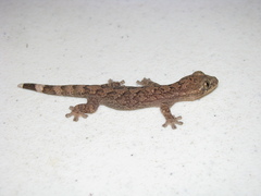 Thecadactylus rapicauda