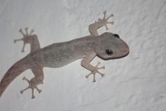 Phyllodactylus reissii