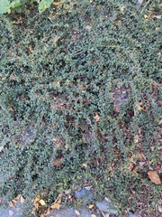 Cotoneaster horizontalis