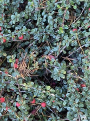 Cotoneaster horizontalis