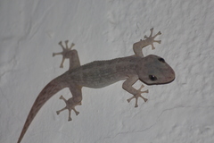 Phyllodactylus reissii