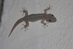 Phyllodactylus reissii