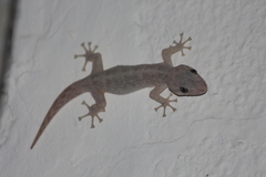 Phyllodactylus reissii