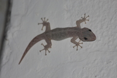 Phyllodactylus reissii