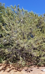 Cupressus stephensonii