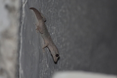 Phyllodactylus reissii