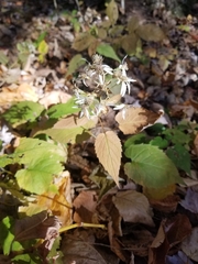 Eurybia divaricata