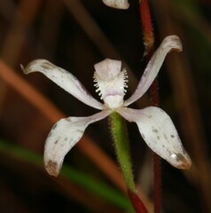 Caladenia dimorpha