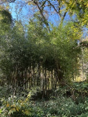 Phyllostachys