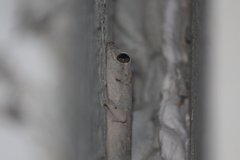 Phyllodactylus reissii