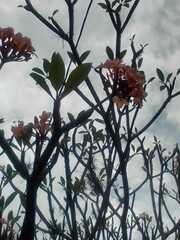 Plumeria rubra