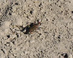 Cicindela