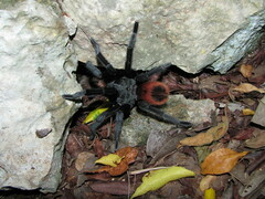 Tliltocatl epicureanus