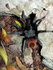 Tliltocatl epicureanus