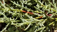 Cupressus stephensonii