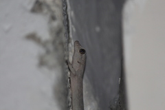 Phyllodactylus reissii