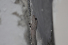 Phyllodactylus reissii