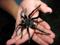 Tliltocatl epicureanus