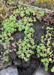 Sedum anglicum