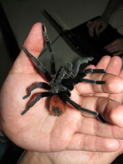 Tliltocatl epicureanus