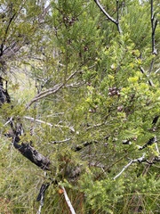 Melaleuca sieberi