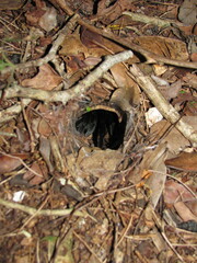 Tliltocatl epicureanus