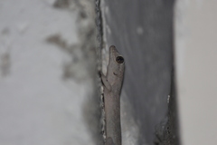 Phyllodactylus reissii