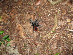 Tliltocatl epicureanus