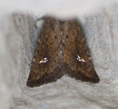 Tricholita fistula