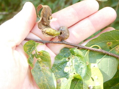Pachypsylla celtidismamma