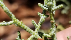 Cupressus stephensonii