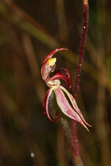 Caladenia tessellata
