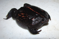 Rhinophrynus dorsalis