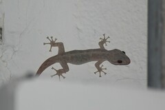 Phyllodactylus reissii