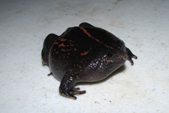 Rhinophrynus dorsalis