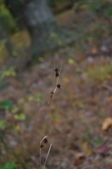 Rhynchospora capitellata