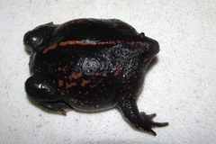 Rhinophrynus dorsalis