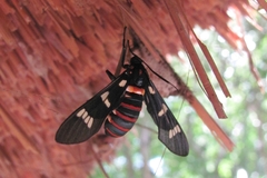 Syntomeida melanthus