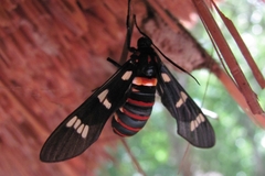 Syntomeida melanthus