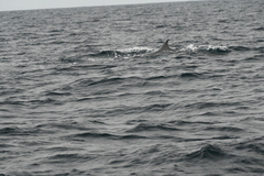 Balaenoptera acutorostrata